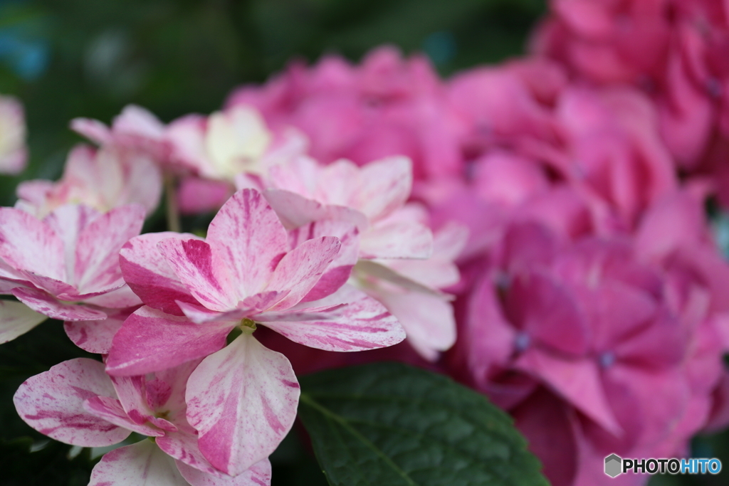 紫陽花