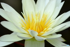 神代植物公園