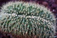 神代植物公園