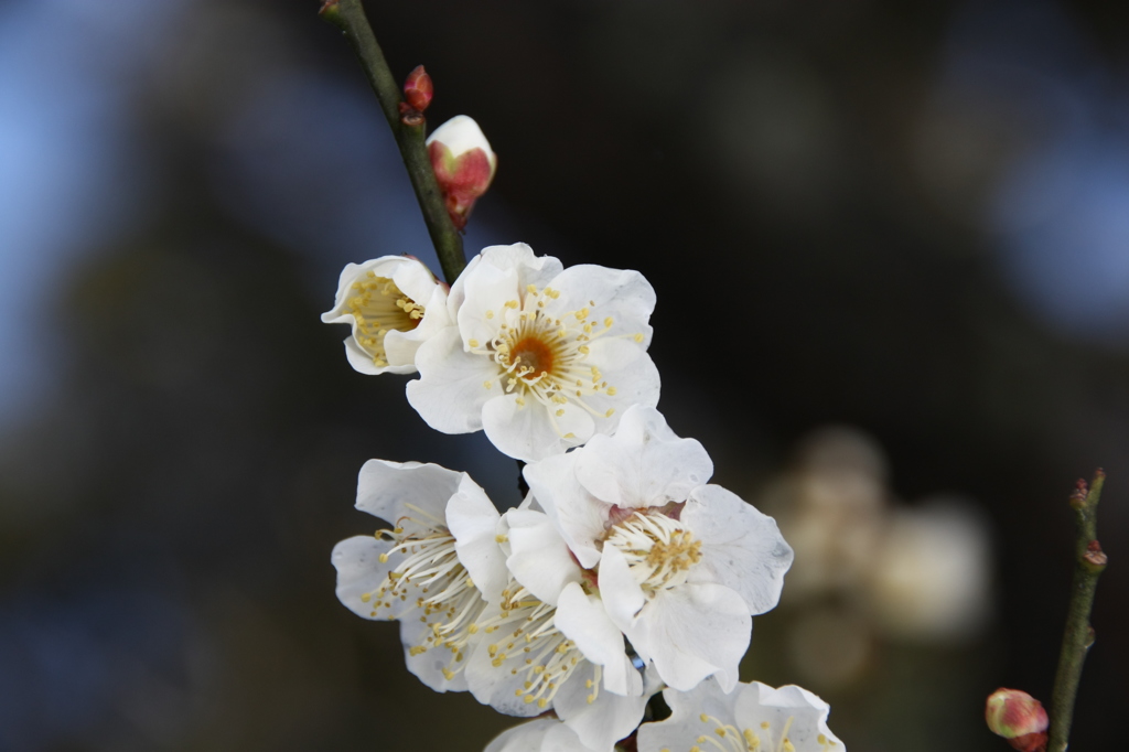 百草園梅祭り6