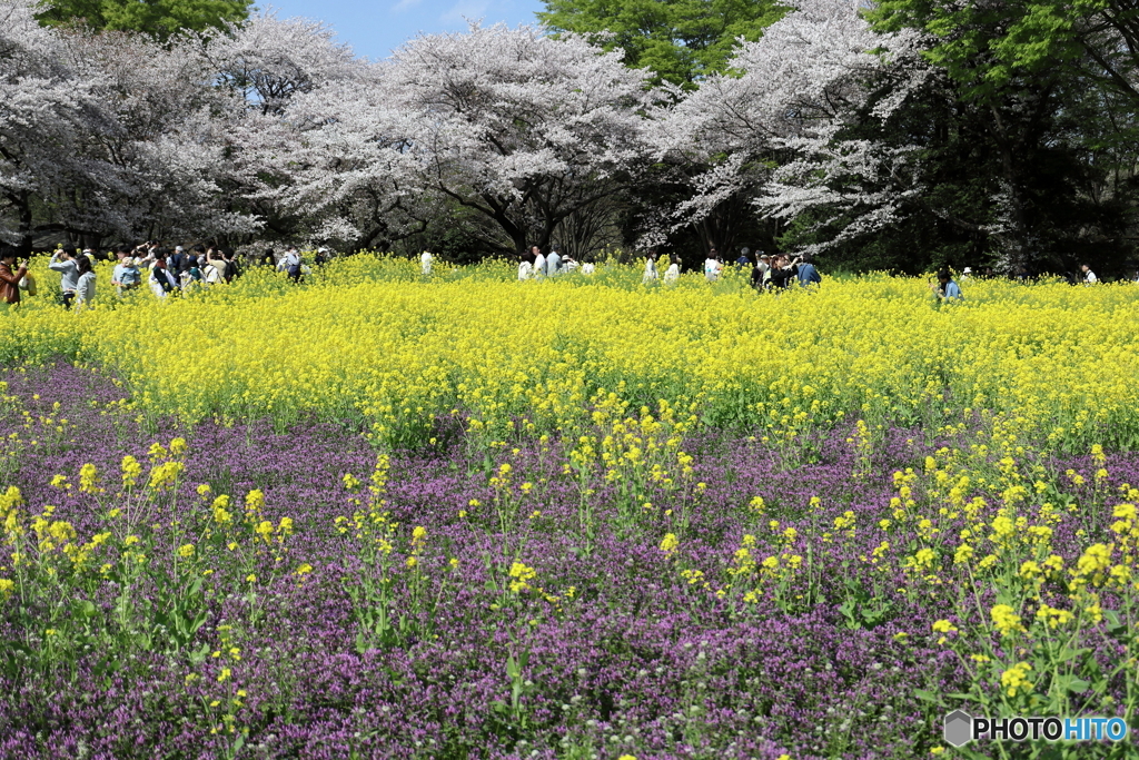 昭和記念公園