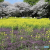 昭和記念公園