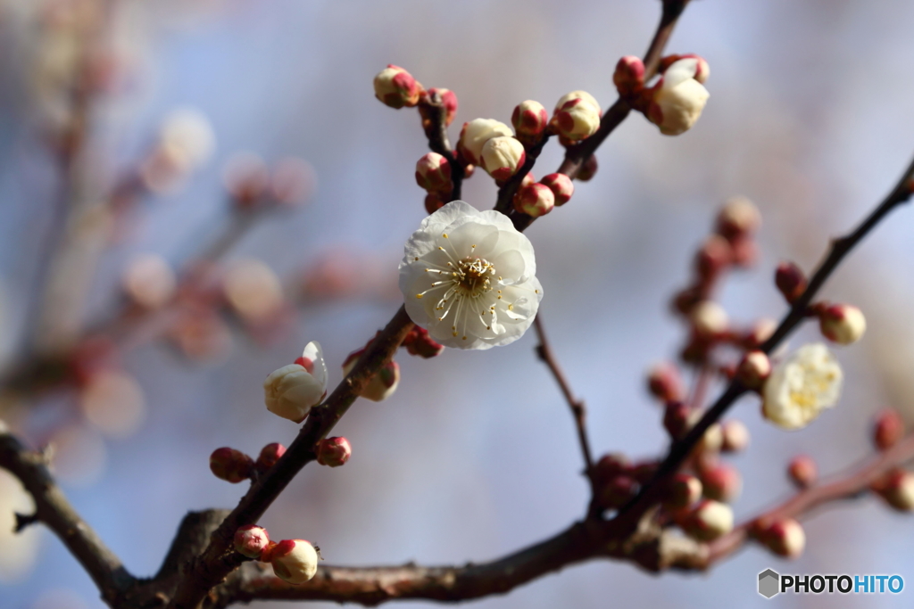 街に咲く花