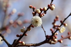 街に咲く花