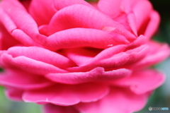 街に咲く花