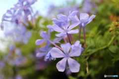 街に咲く花