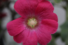 お花