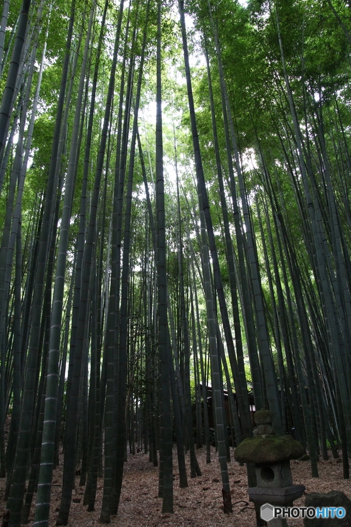 報国寺