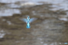 カワセミ