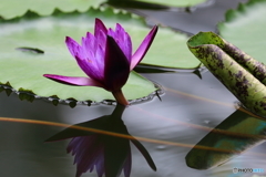 植物園の花