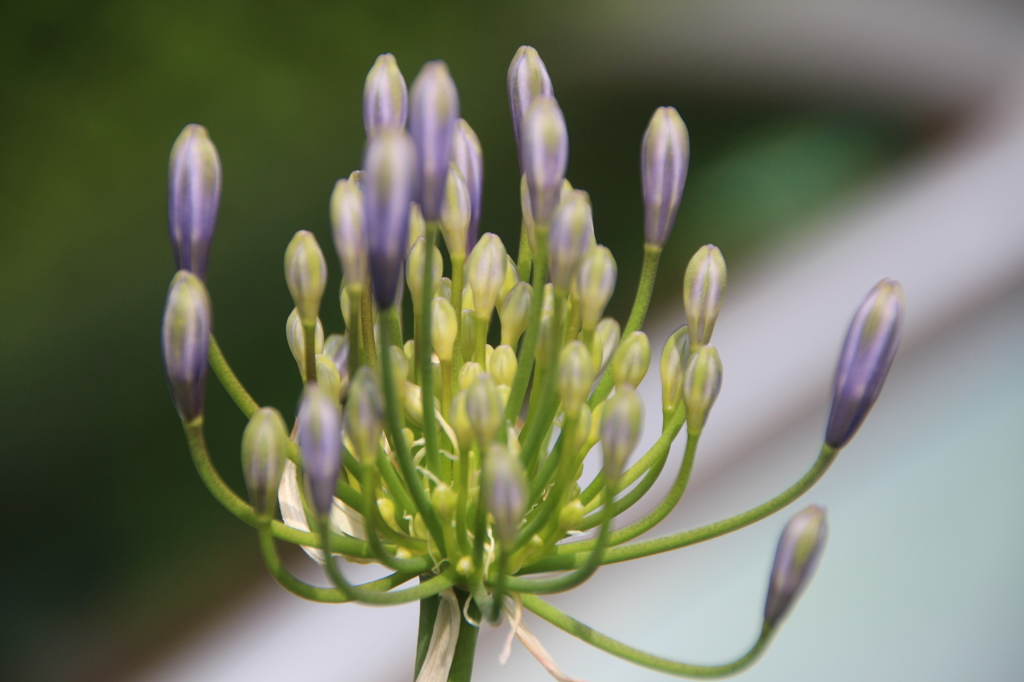 お花