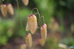 街に咲く花