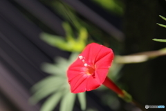 赤い花
