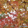  紅葉