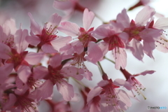 街に咲く花
