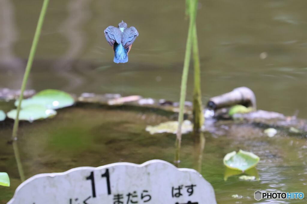 カワセミ