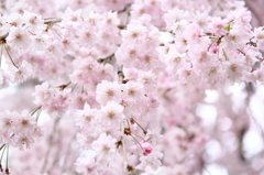 枝垂桜