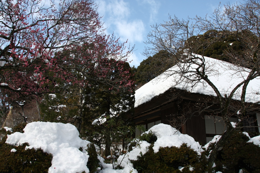 百草園梅祭り2