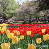 昭和記念公園