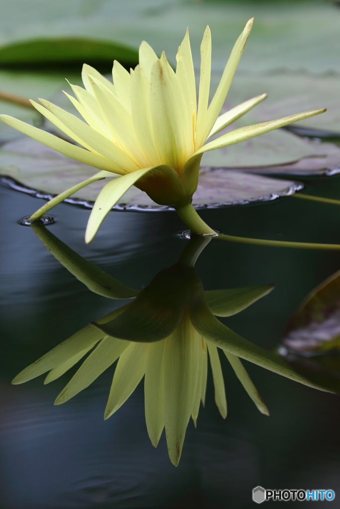 植物園の花