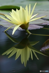 植物園の花