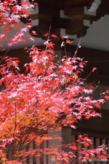 高幡不動尊