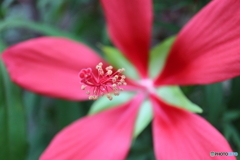 街に咲く花