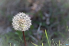 街に咲く花
