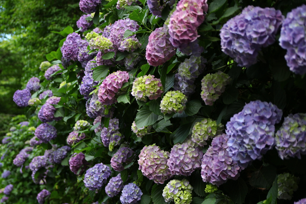 鎌倉紫陽花