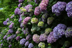 鎌倉紫陽花