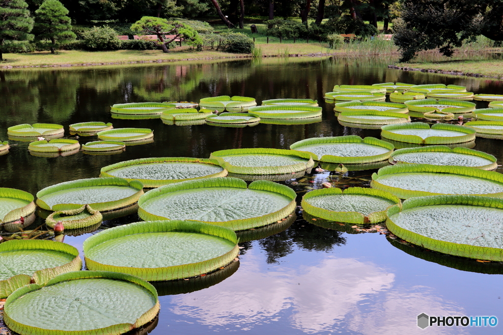 神代植物公園