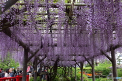 亀戸天神
