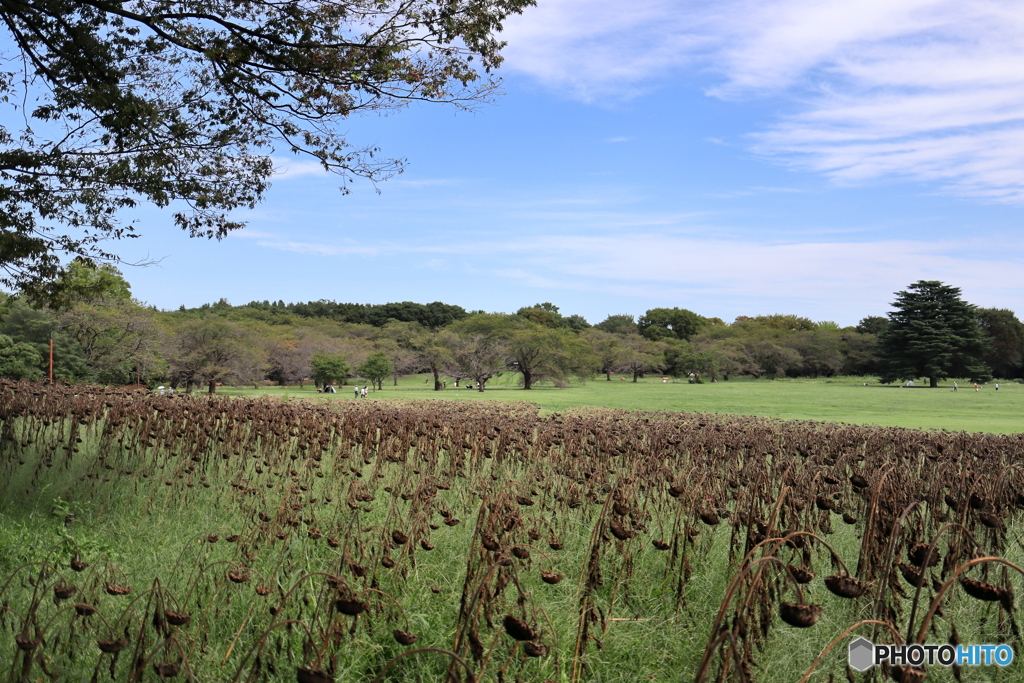 昭和記念公園