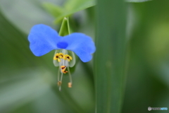 街に咲く花