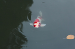 旧芝離宮恩賜庭園