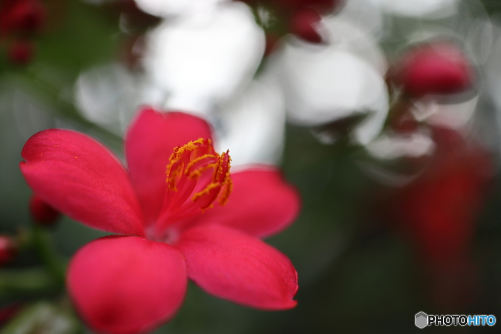 神代植物公園