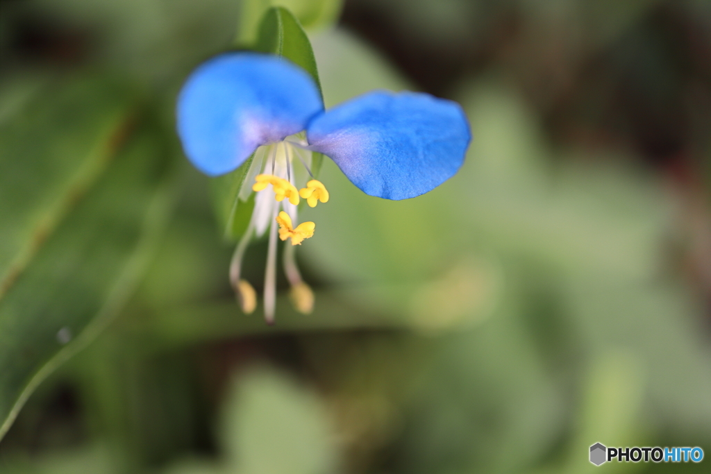 街に咲く花