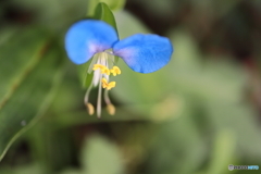 街に咲く花