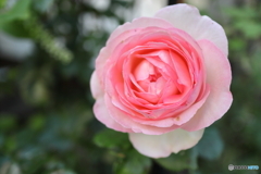 街に咲く花