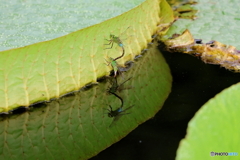 神代植物公園