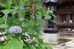 高幡不動尊