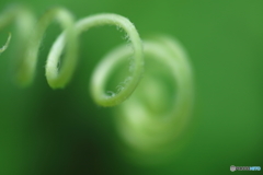 街に咲く花