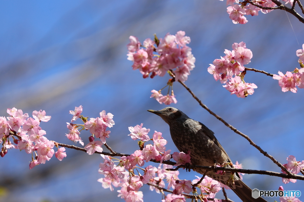 野鳥