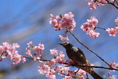野鳥