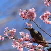 野鳥