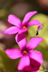 街に咲く花