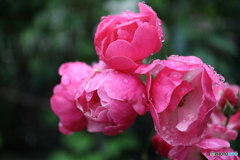 街に咲く花