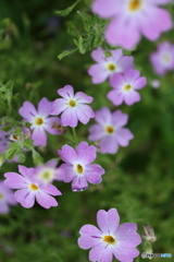 街に咲く花