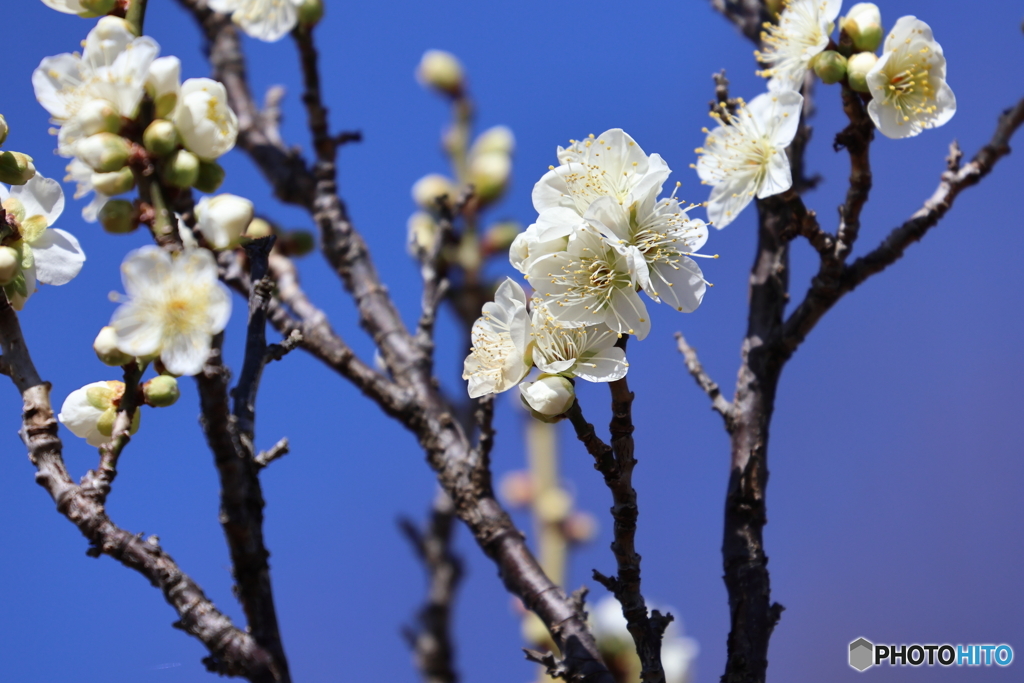 梅の花