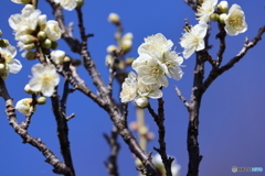 梅の花